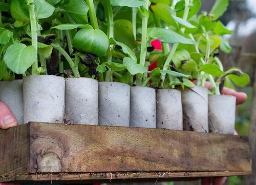 Autumn planting broad bean - broad,