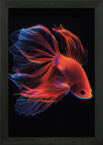 Siamese fighting fish framed - siamese,