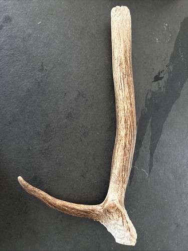 Elk antlers from - from, .