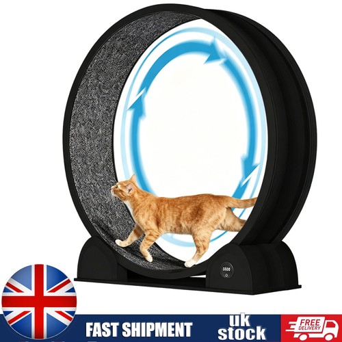 Cat exercise wheel - cat,