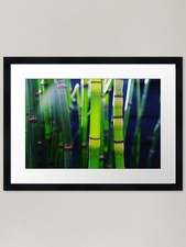 Zebra grass in full sun Framed