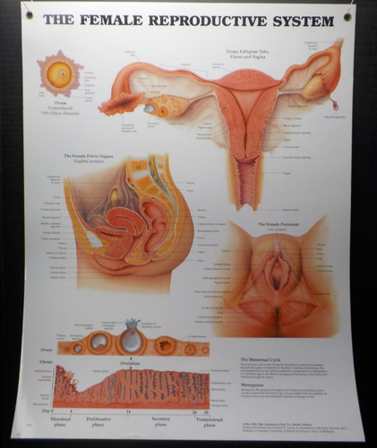 The female reproductive poster - reproductive,