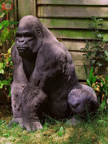 Large silverback gorilla - large,