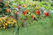 seeds vegetable-CHILLI PEPPER DORSET NAGA. 12 SEEDS