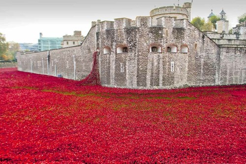 Tower london poppy poppies - tower,