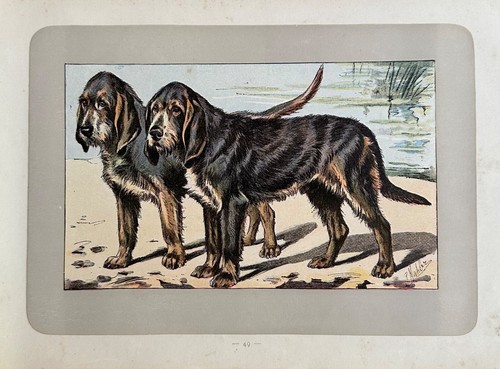 Antique 1907 colour - , lithograph