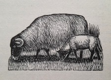 SHEEP EWE LAMB Print of