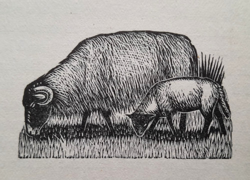 Sheep ewe lamb - print, of