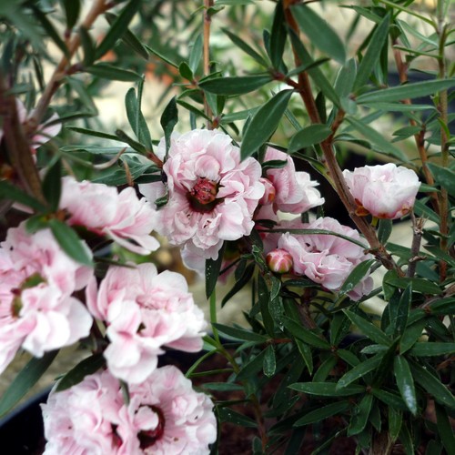 Leptospermum apple blossom - apple,