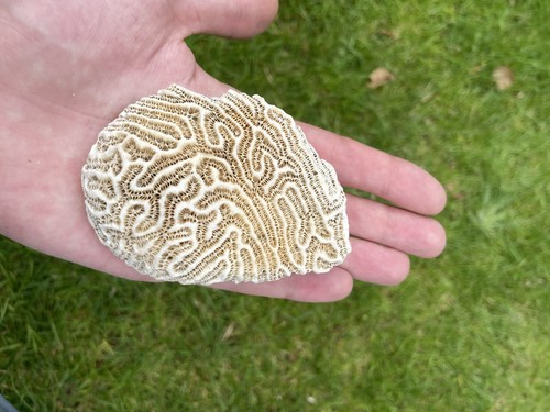 Brain coral specimen - brain,