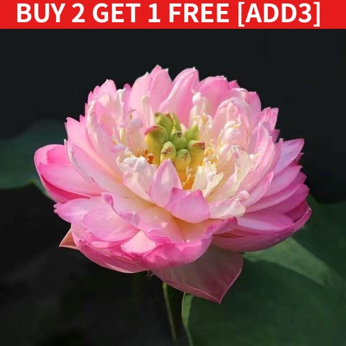 40pcs bowl lotus - 20/40pcs, seeds