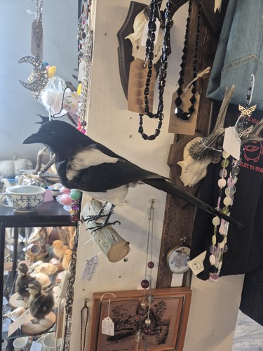 Taxidermy magpie wall mount - magpie,