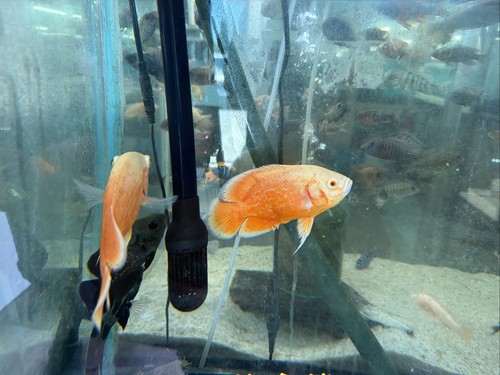 Red chili oscar astronotus - red, (astronotus