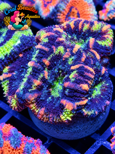 Coral beauties aquatics - coral,