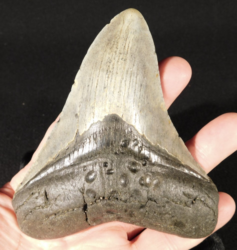 Giant museum megalodon shark - megalodon,