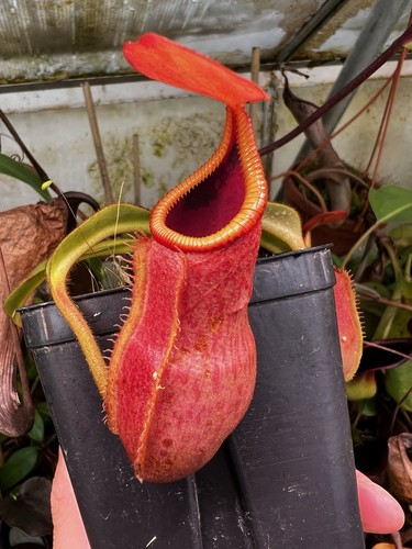 Nepenthes veitchii - , x