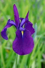 1 x Japanese Iris Ensata Marginal Pond Plant or bog plant