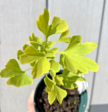 Ginkgo Biloba Maidenhair Tree