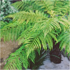 Dicksonia Antarctica, Soft Tree Fern in a 9cm Pot, Evergreen