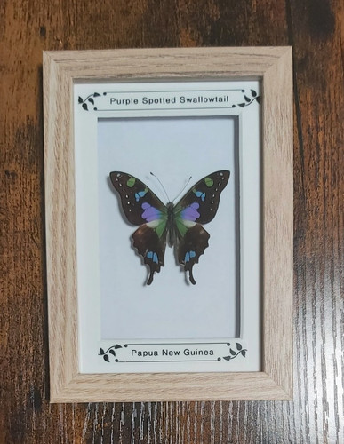 Taxidermy framed real - framed,