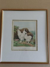 Silkies Chickens, Chromolithograph from The Illustrated Book of Poultrytry