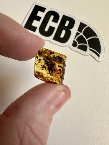 Baltic amber with mosquito - amber,