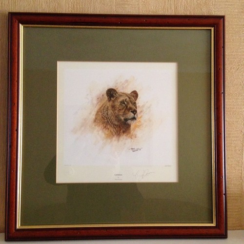 Tony forrest lioness 1990 - tony,