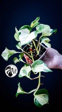 Epipremnum 'Happy Leaf' Pothos