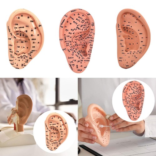 Ear acupuncture model - acupuncture,