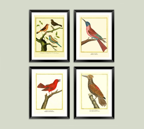 Vintage bird prints - vintage,