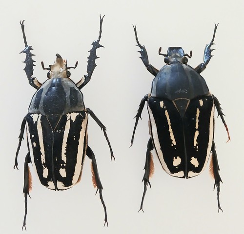 Mecynorrhina torquata - mecynorrhina,