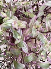 3 X Rooted Callisia Repens