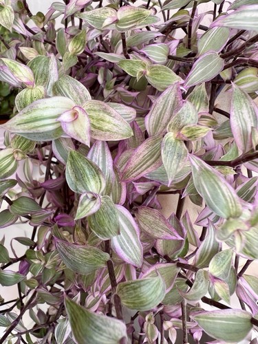 Rooted callisia repens - 3, x