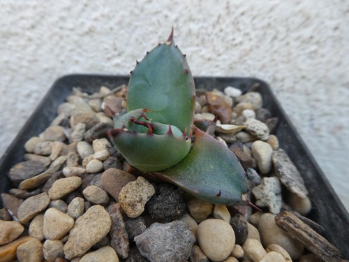 Agave durangensis shown in - durangensis,,