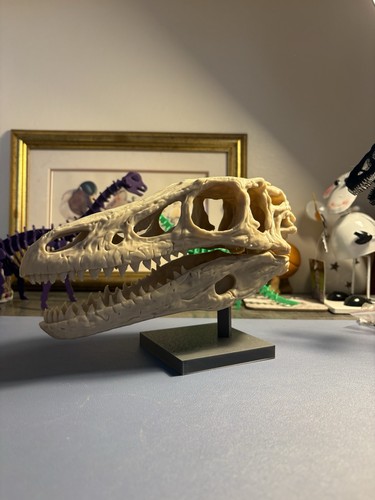 Velociraptor dinosaur skull - velociraptor,