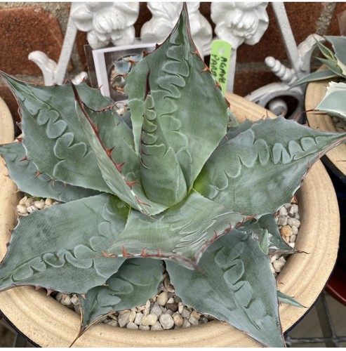Agave parrasana cabbage head - agave,