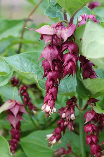 Leycesteria formosa - ,