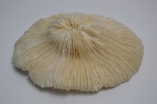 Large Natural Coral Reef