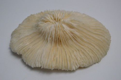 Large natural coral reef - large,