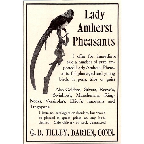 Lady amherst pheasants d - lady,