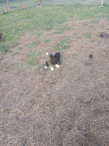 Fertile silkie chicken - fertile,