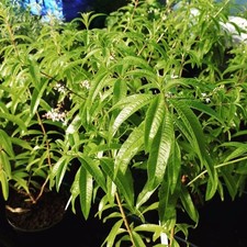 Lemon Verbena Plant in a 1
