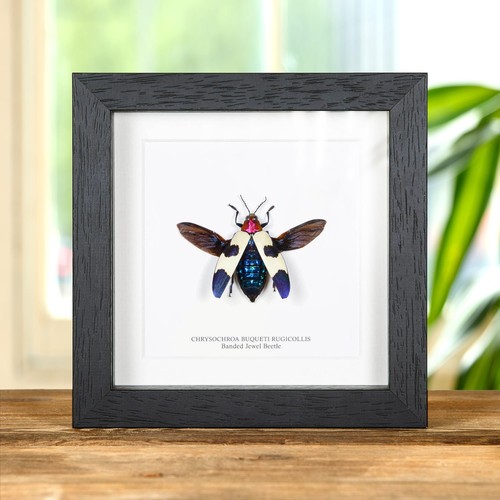 Banded jewel taxidermy beetle - banded,
