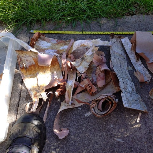 Pile lot birch bark - birch,