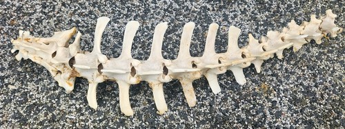 Sheep vertebrae spine - , bone