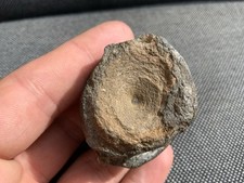 Ichthyosaur vertebrae bone - vertebrae,