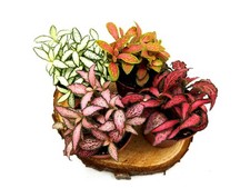 Fittonia Various Colours •