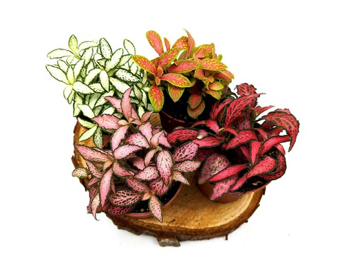 Fittonia various colours - various, •