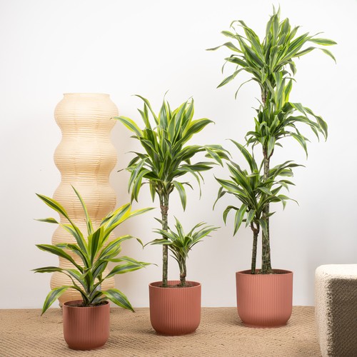 Dracaena lemon lime indoor - lemon, &