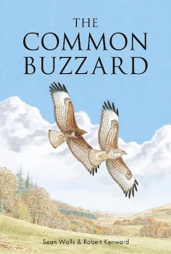 The common buzzard - the,